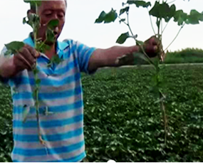 香蕉色视频1號小麥區的大文章