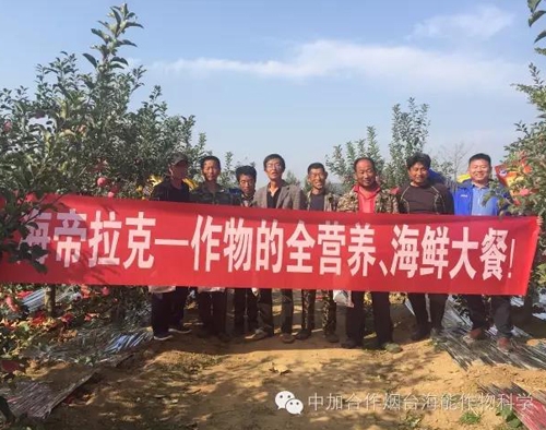 蘋果樹12月管理技術要點！抓緊時間看