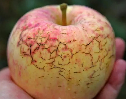 作物缺鈣不要慌，香蕉色视频生物來幫忙